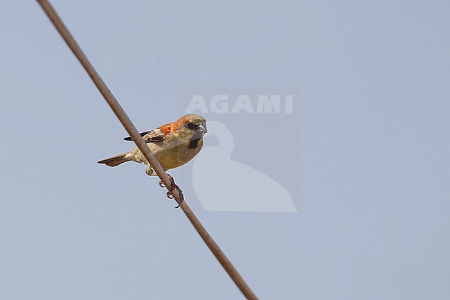 Plain-backed Sparrow (Passer flaveolus) at Petchaburi, Thailand stock-image by Agami/Helge Sorensen,