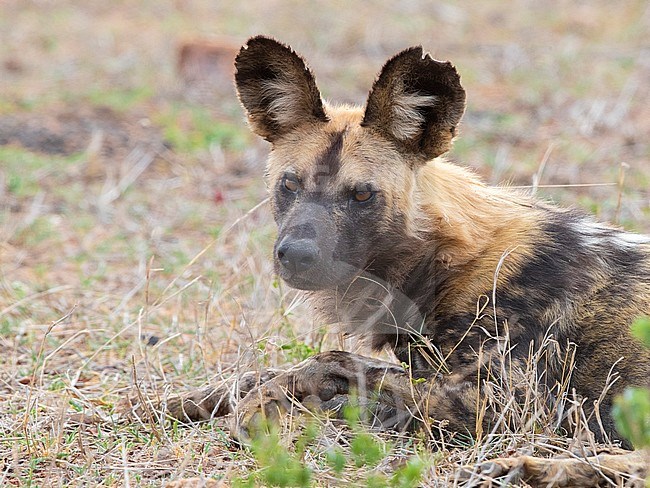 Wild Dog (Lycaon pictus), close-up of an adult, Mpumalanga, South Africa stock-image by Agami/Saverio Gatto,