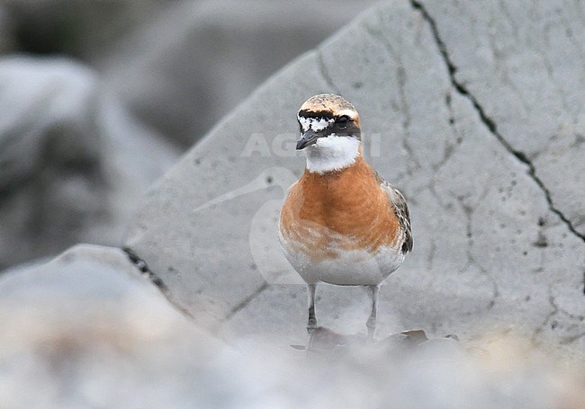 Adult male Lesser Sand-Plover (Charadrius mongolus subspecies  mongolus / stegmanni) in east Russia stock-image by Agami/Laurens Steijn,