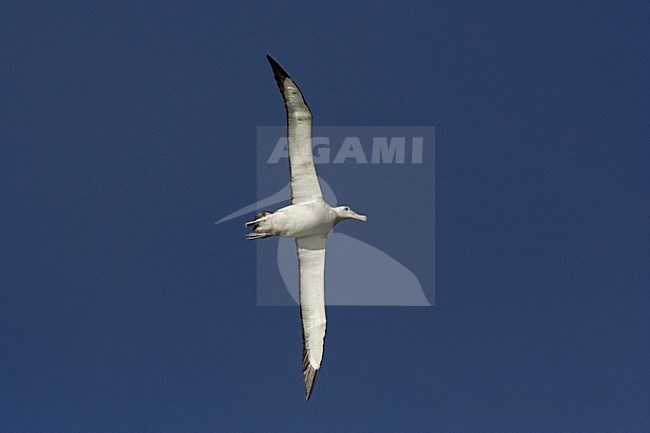 Snowy (Wandering) Albatross flying; Grote Albatros vliegend stock-image by Agami/Marc Guyt,