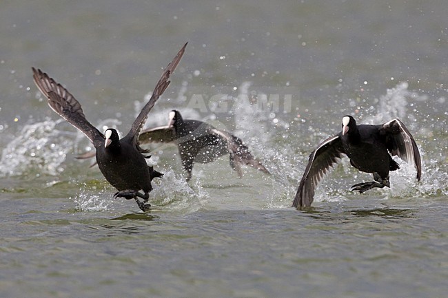 Meerkoet rennend over het water; Eurasian Coot running over water stock-image by Agami/Daniele Occhiato,