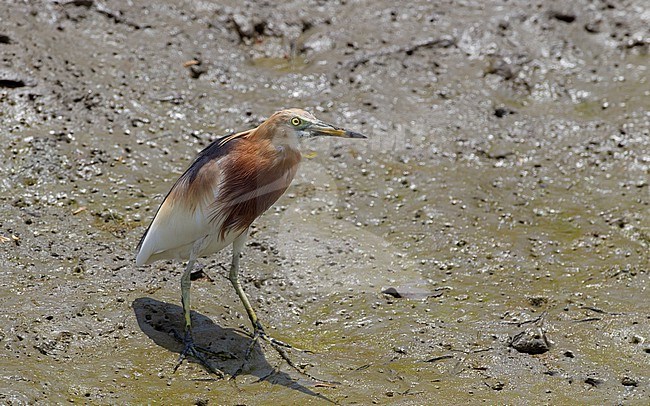 Javan Pond Heron (Ardeola speciosa) at Petchaburi, Thailand stock-image by Agami/Helge Sorensen,