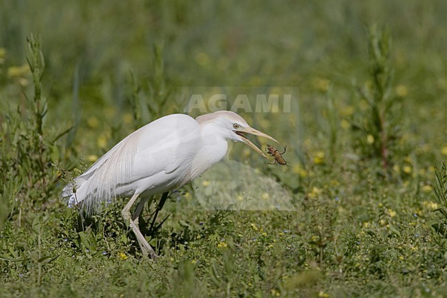 Koereiger met prooi, Cattle Egret with prey stock-image by Agami/Daniele Occhiato,