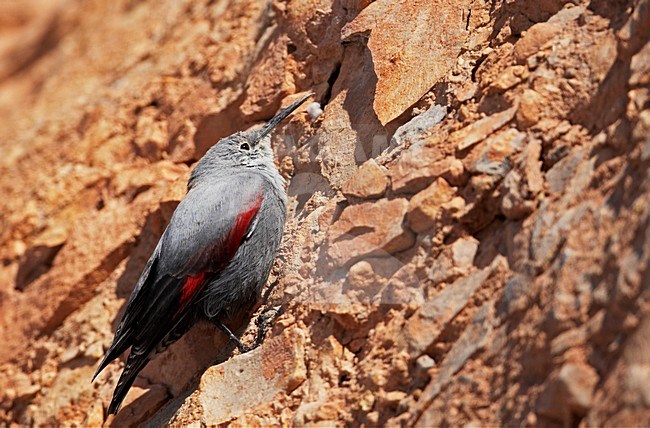 Rotskruiper foeragerend tegen rotswand; Wallcreeper foraging against cliff stock-image by Agami/Markus Varesvuo,