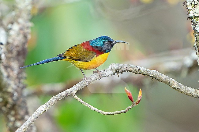 Male Green-tailed Sunbird, Aethopyga nipalensis, in Nepal. stock-image by Agami/Dani Lopez-Velasco,