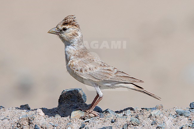 Black-crowned Sparrow-Lark (Eremopterix nigriceps) taken the 25/02/2023 at Masirah Island - Oman. stock-image by Agami/Nicolas Bastide,