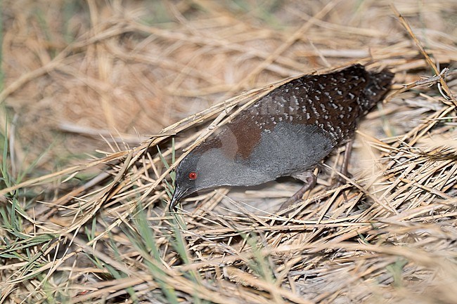 Adult male
Imperial Co., CA
April 2022 stock-image by Agami/Brian E Small,