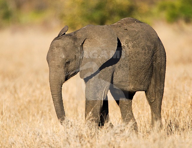 Afrikaanse Olifant, African Elephant, Loxodonta africana stock-image by Agami/Marc Guyt,