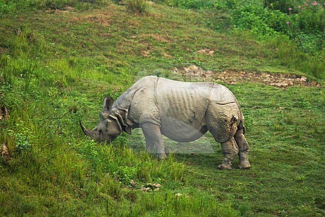 Indische Neushoorn in Kaziranga, Indian Rhinoceros at Kaziranga stock-image by Agami/AGAMI,