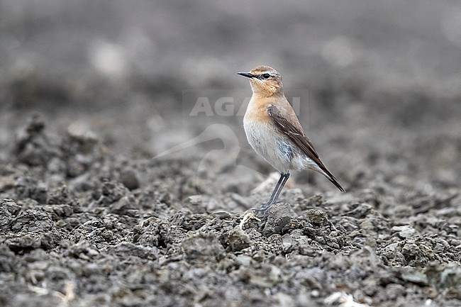 Adult female Northern Wheatear in agricultural field in Zuienkerke, Belgium. May 2017. stock-image by Agami/Vincent Legrand,