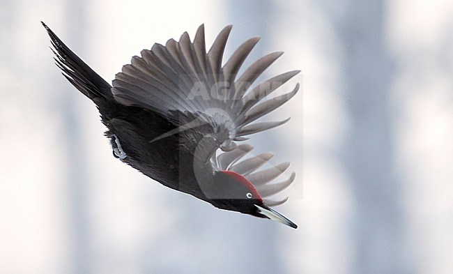 Male Black Woodpecker (Dryocopus martius) in flight in taiga forest in Finland during winter. stock-image by Agami/Markus Varesvuo,
