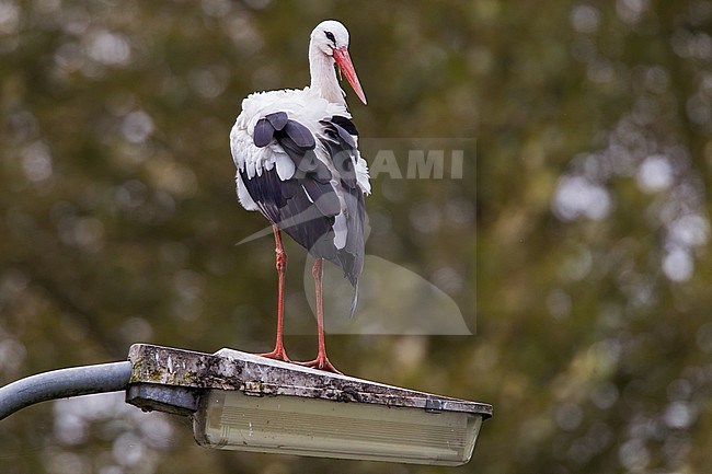 Ooievaar zittend op een lantaarnpaal; White Stork perched on lamppole stock-image by Agami/Menno van Duijn,