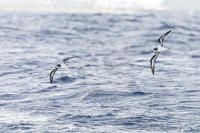 Bermuda Petrel, Pterodroma cahow, off the coast near the colony on Nonsuch island, Bermuda. Bird in flight. stock-image by Agami/Marc Guyt,