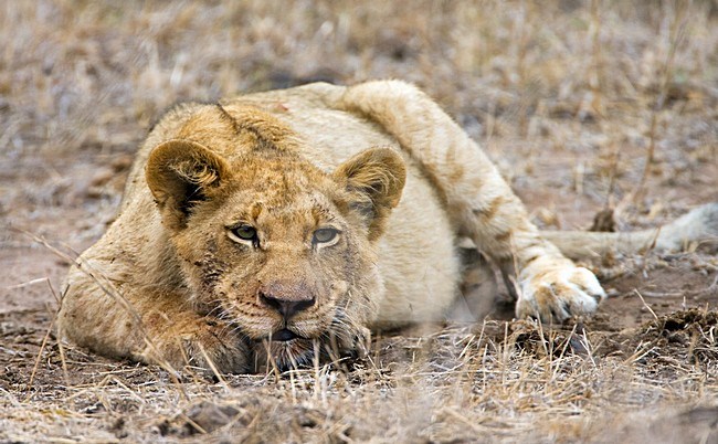 Afrikaanse Leeuw, African Lion, Panthera leo stock-image by Agami/Marc Guyt,