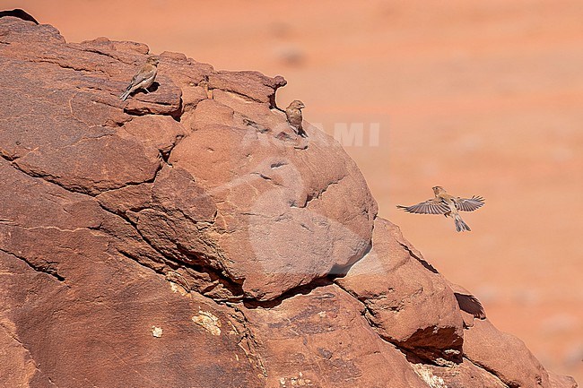 Adult female-type Sinai rosefinch (Carpodacus synoicus) flying toward a rock in Petra, Jordan. stock-image by Agami/Vincent Legrand,