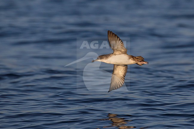 Yelkouanpijlstormvogel in de vlucht; Yelkouan Shearwater in flight stock-image by Agami/Daniele Occhiato,