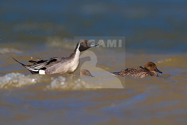 Mannetje Pijlstaart; Male Northern Pintail stock-image by Agami/Daniele Occhiato,