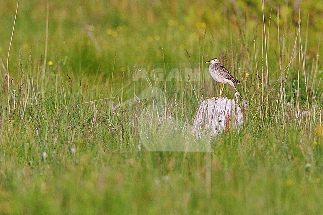 A Upland Sandpiper (Bartramia longicauda) perched in the grasslands at the Carden Alvar in Ontario, Canada. stock-image by Agami/Glenn Bartley,