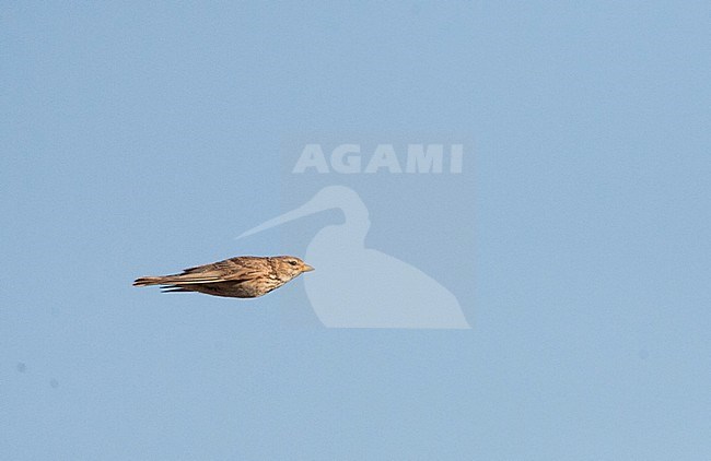 Lesser Short-toed Lark (Calandrella rufescens apetzii) flying over the Spanish steppes. stock-image by Agami/Marc Guyt,