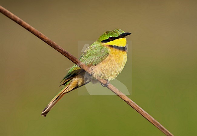 Dwergbijeneter zittend op een tak; Little Bee-eater perched on a branch at Kotu Creek, Gambia stock-image by Agami/Marc Guyt,