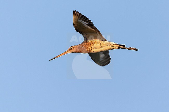 A Black-tailed Godwit is flying over its territory in the evening light. stock-image by Agami/Jacob Garvelink,