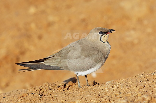 Vorkstaartplevier staand op grond; Collared Pratincole perched on ground stock-image by Agami/Markus Varesvuo,