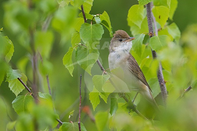 Thick-billed Warbler, Arundinax aedon aedon, Russia (Baikal), adult stock-image by Agami/Ralph Martin,