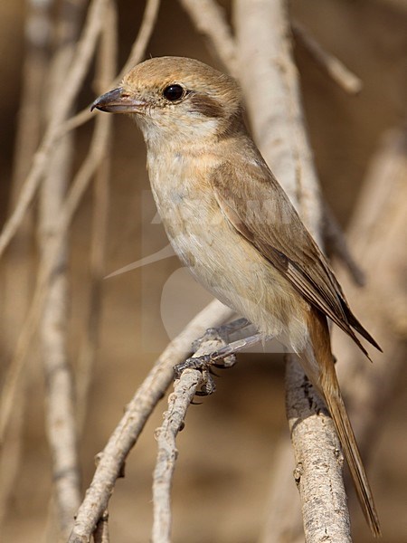 Daurische Klauwier; Daurian Shrike stock-image by Agami/Daniele Occhiato,