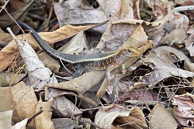 Wide-tailed Zonosaur (Zonosaurus laticaudatus), also known as western Girdled Lizard. An endemic species of Lizard to Madagascar. stock-image by Agami/Pete Morris,