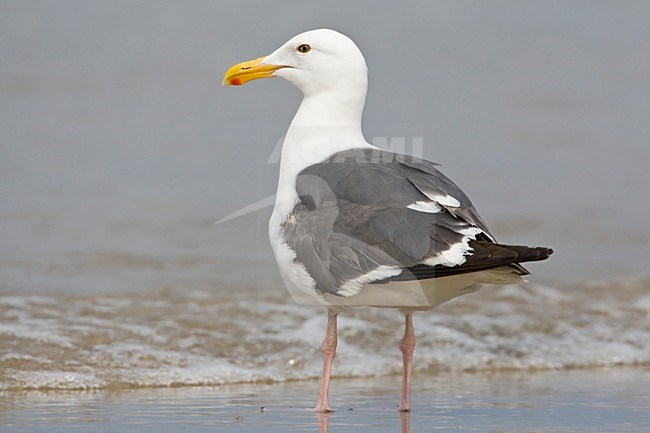 Pacifische Mantelmeeuw langs de kust Californie USA, Western Gull at the coast California USA stock-image by Agami/Wil Leurs,