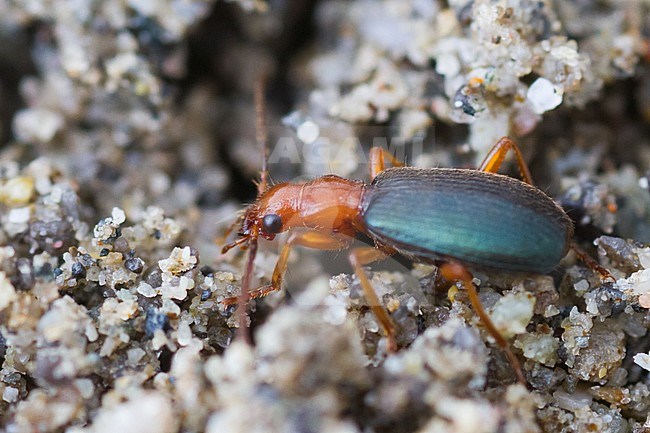 Brachinus crepitans - Große Bombardierkäfer, Germany (Baden-Württemberg), imago stock-image by Agami/Ralph Martin,