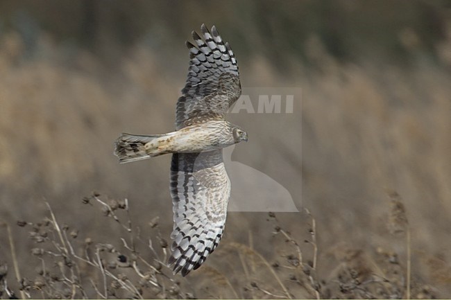 Hen Harrier female flying; Blauwe Kiekendief vrouw vliegend stock-image by Agami/Daniele Occhiato,