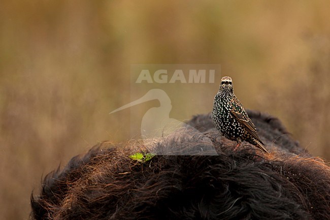 Winterkleed Spreeuw op de rug van een Galloway, Winterplumage Starling on the back of a Galloway stock-image by Agami/Wil Leurs,