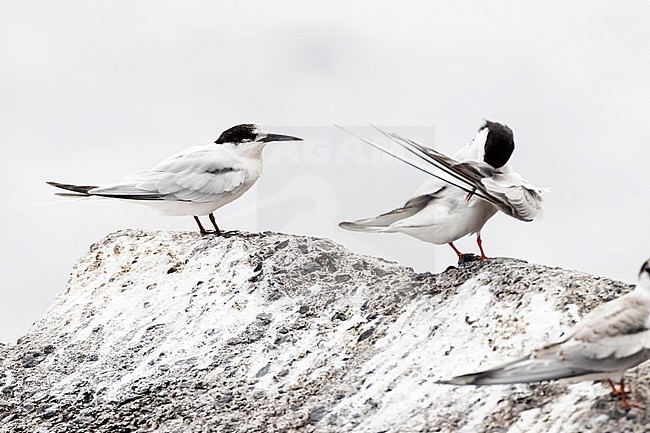 Roseate Tern (Sterna dougallii-left bird) with Common Tern (right) in late summer on Madeira, Portugal stock-image by Agami/Marc Guyt,