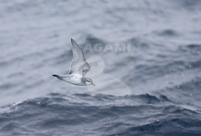 Antarctische Prion vliegend boven zee; Antarctic Prion flying over the sea stock-image by Agami/Marc Guyt,