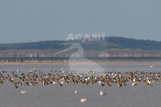 Hoogwatervluchtplaats Rosse Grutto met Vlieland; High tide roost Bar-tailed Godwit with Vlieland in the background stock-image by Agami/Arie Ouwerkerk,