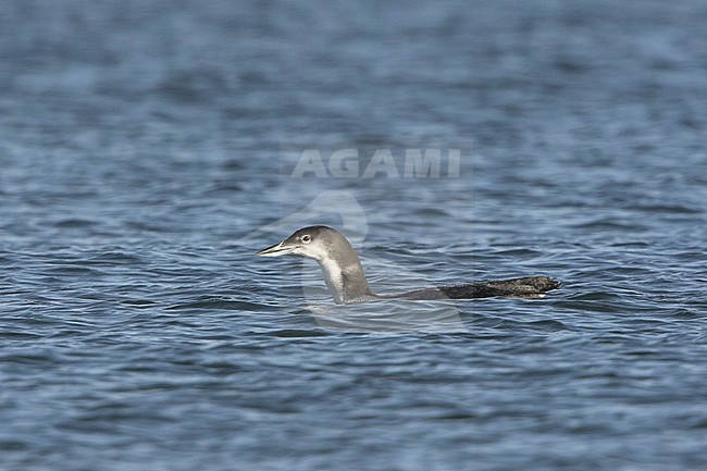 Common Loon (Gavia immer) swimming on a lake in Ontario, Canada. stock-image by Agami/Glenn Bartley,