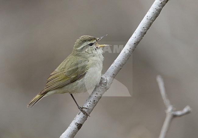 Singing male Tytler's Leaf Warbler (Phylloscopus tytleri) wintering in India. stock-image by Agami/James Eaton,