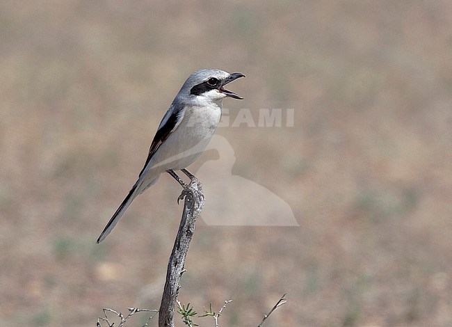 Adult Steppe Grey Shrike (Lanius pallidirostris) stock-image by Agami/Andy & Gill Swash ,