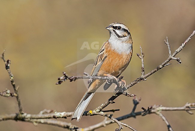 Rock Bunting (Emberiza cia) at drinking station in Italy. stock-image by Agami/Alain Ghignone,
