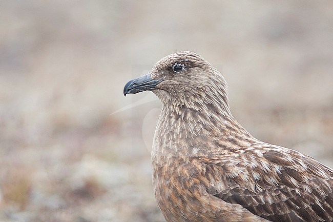 Great Skua - Skua - Catharacta skua, Iceland, adult stock-image by Agami/Ralph Martin,