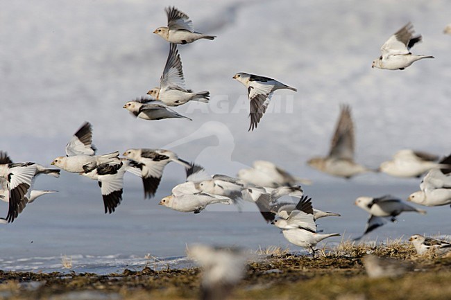 Vliegende groep; Flying group stock-image by Agami/Arie Ouwerkerk,