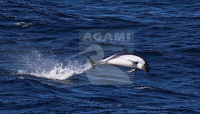 Peale's dolphin (Lagenorhynchus australis)  swimming in the ocean in the south Atlantic. Also known as the black-chinned dolphin. stock-image by Agami/Dani Lopez-Velasco,