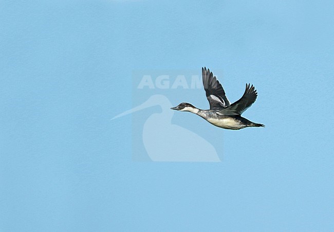 Smew (Mergellus albellus), first winter male in flight, seen from the side, showing upper wing. stock-image by Agami/Fred Visscher,