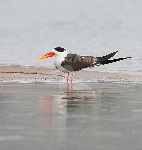 Adult Indian Skimmer (Rynchops albicollis) at Chambal river in India. Resting on a sand bank, seen from the side. stock-image by Agami/Josh Jones,