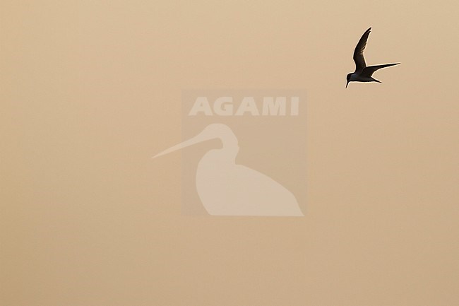 Presumed Saunder's Tern - Orientseeschwalbe - Sternula saundersi, Oman stock-image by Agami/Ralph Martin,