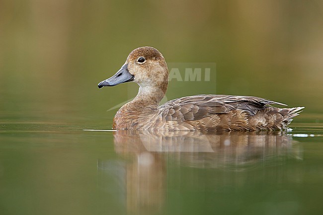 Adult female
near Kamloops, British Columbia, Canada
June 2015 stock-image by Agami/Brian E Small,