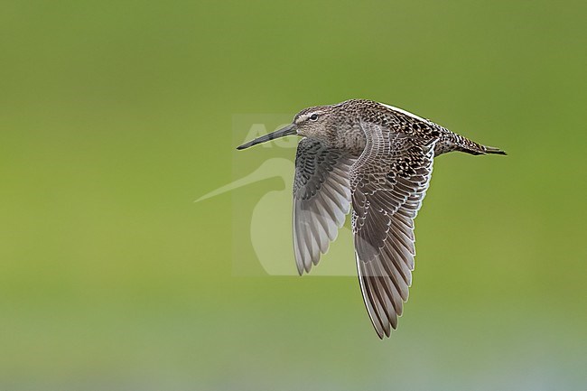 Adult in transition to breeding
Galveston Co., TX
April 2023 stock-image by Agami/Brian E Small,