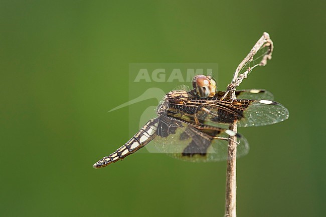 Vrouwtje Palpopleura portia, Female Portia Widow stock-image by Agami/Wil Leurs,