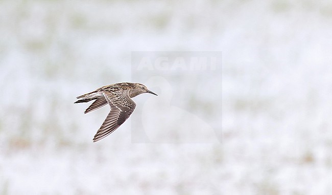 Wintering Sharp-tailed Sandpiper (Calidris acuminata) in Queensland, Australia. stock-image by Agami/Ian Davies,